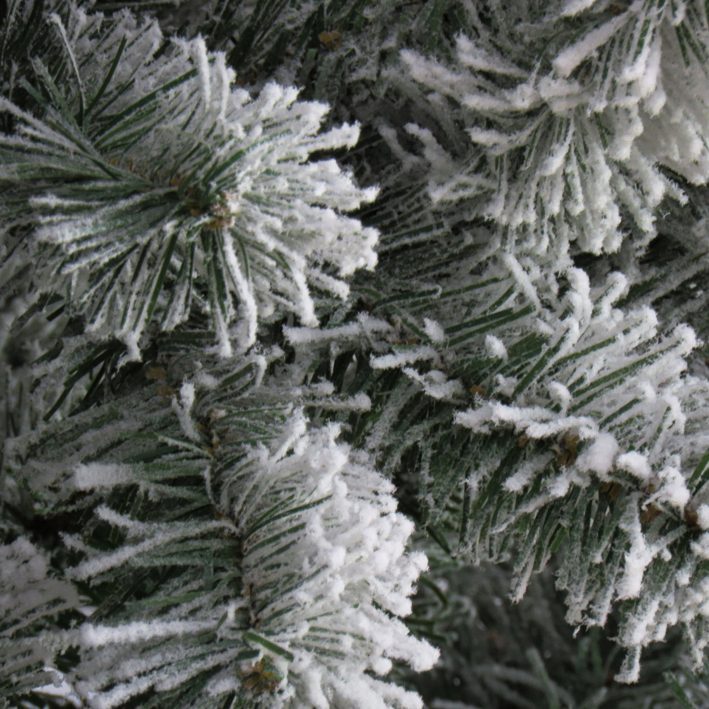 7.5 ft. North Valley Spruce Tree with Snow Dusted Braches