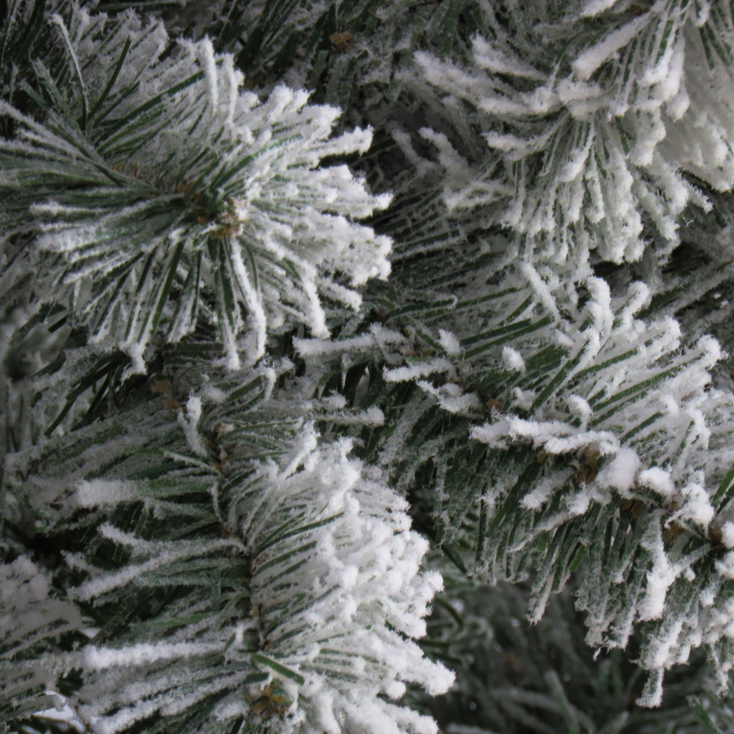 7.5 ft. North Valley Spruce Tree with Snow Dusted Braches