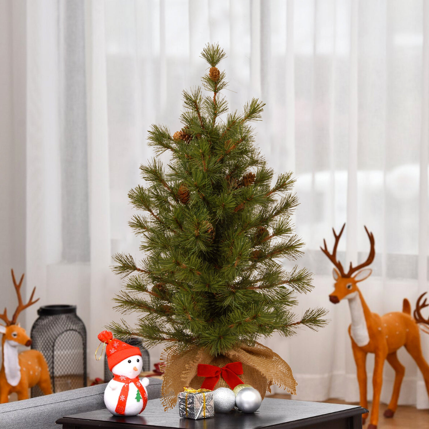 3 ft. Bristle Cone Pine Tree