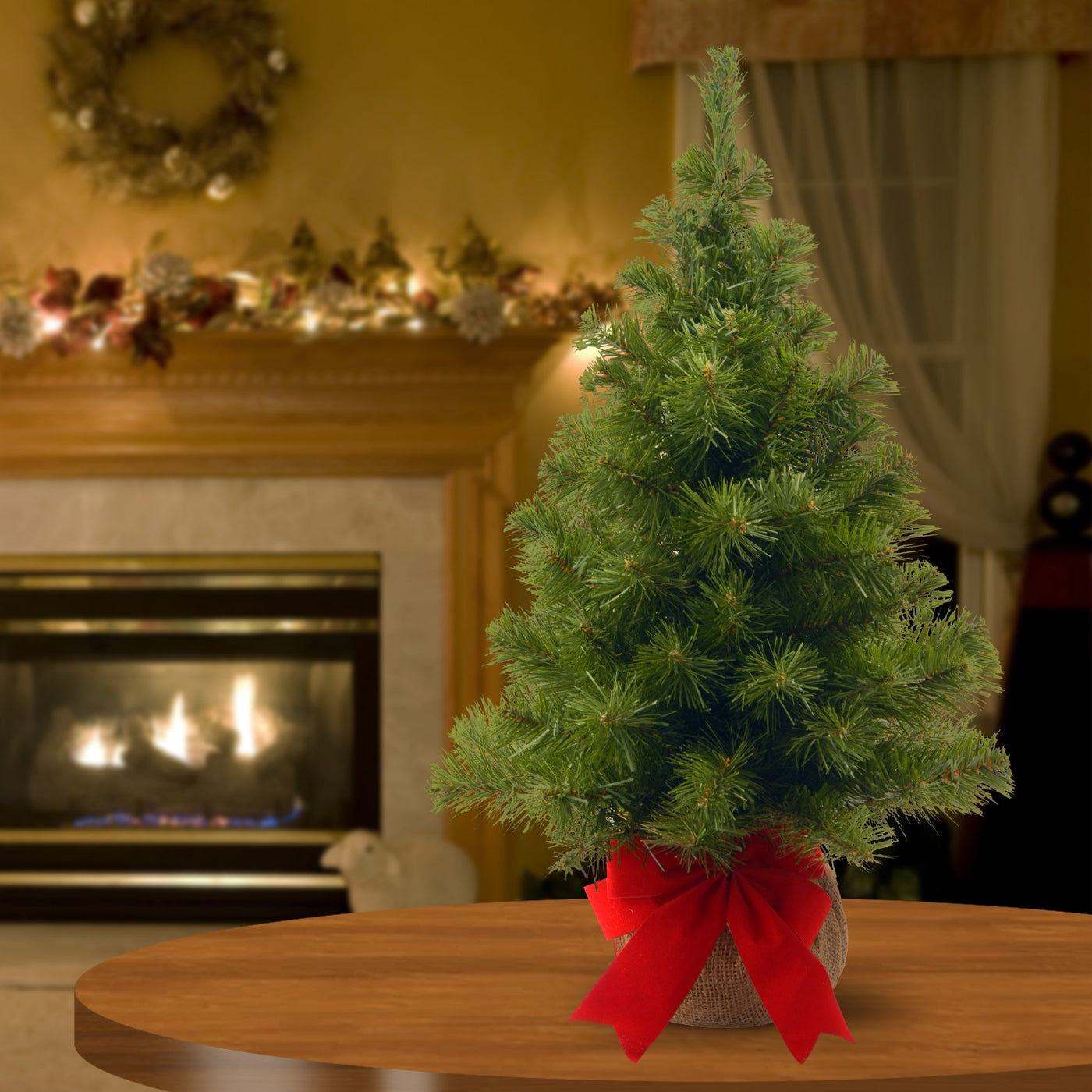 2 ft. Noble Spruce Tree