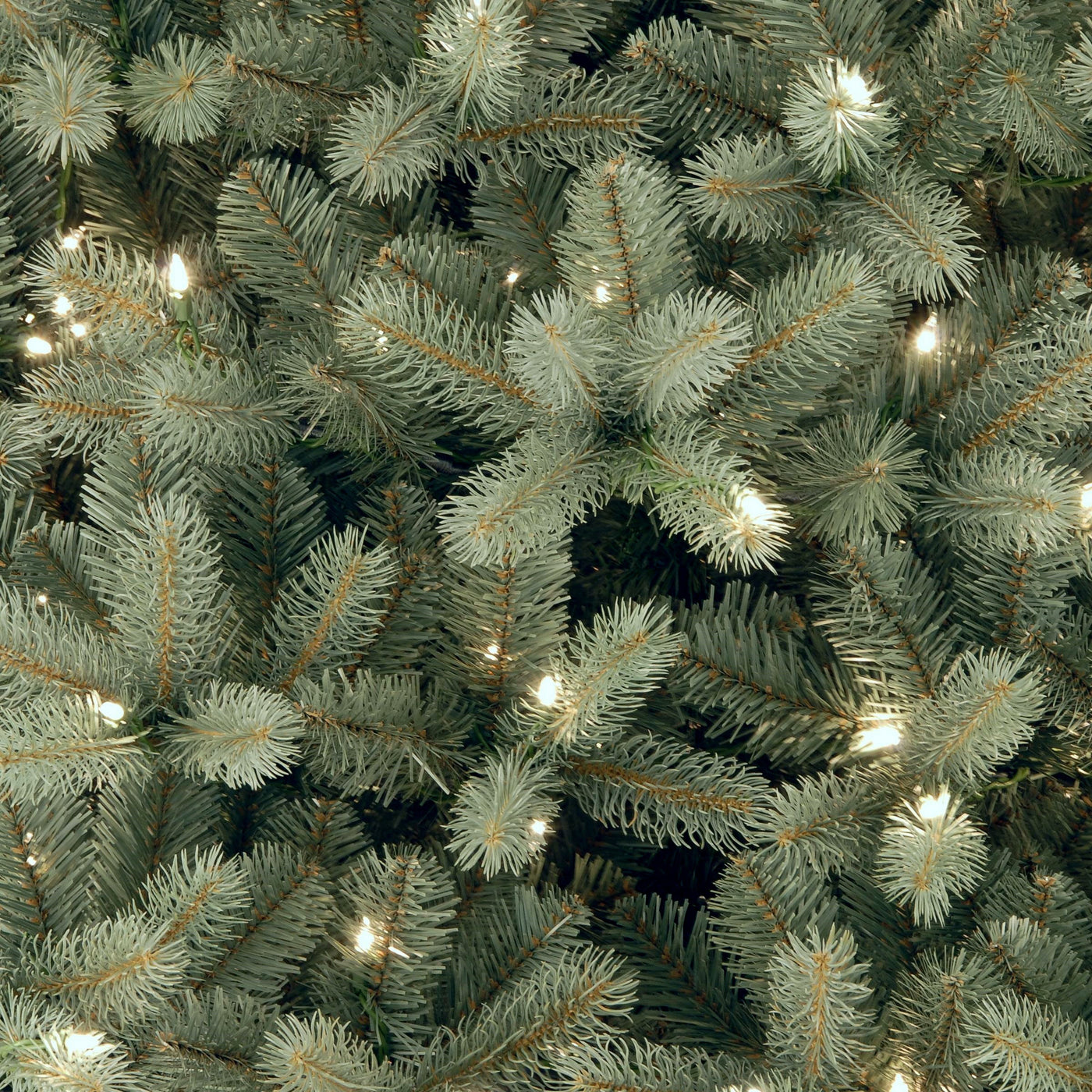 6 ft. Pre-Lit Downswept Douglas Blue Fir Tree with Clear Lights