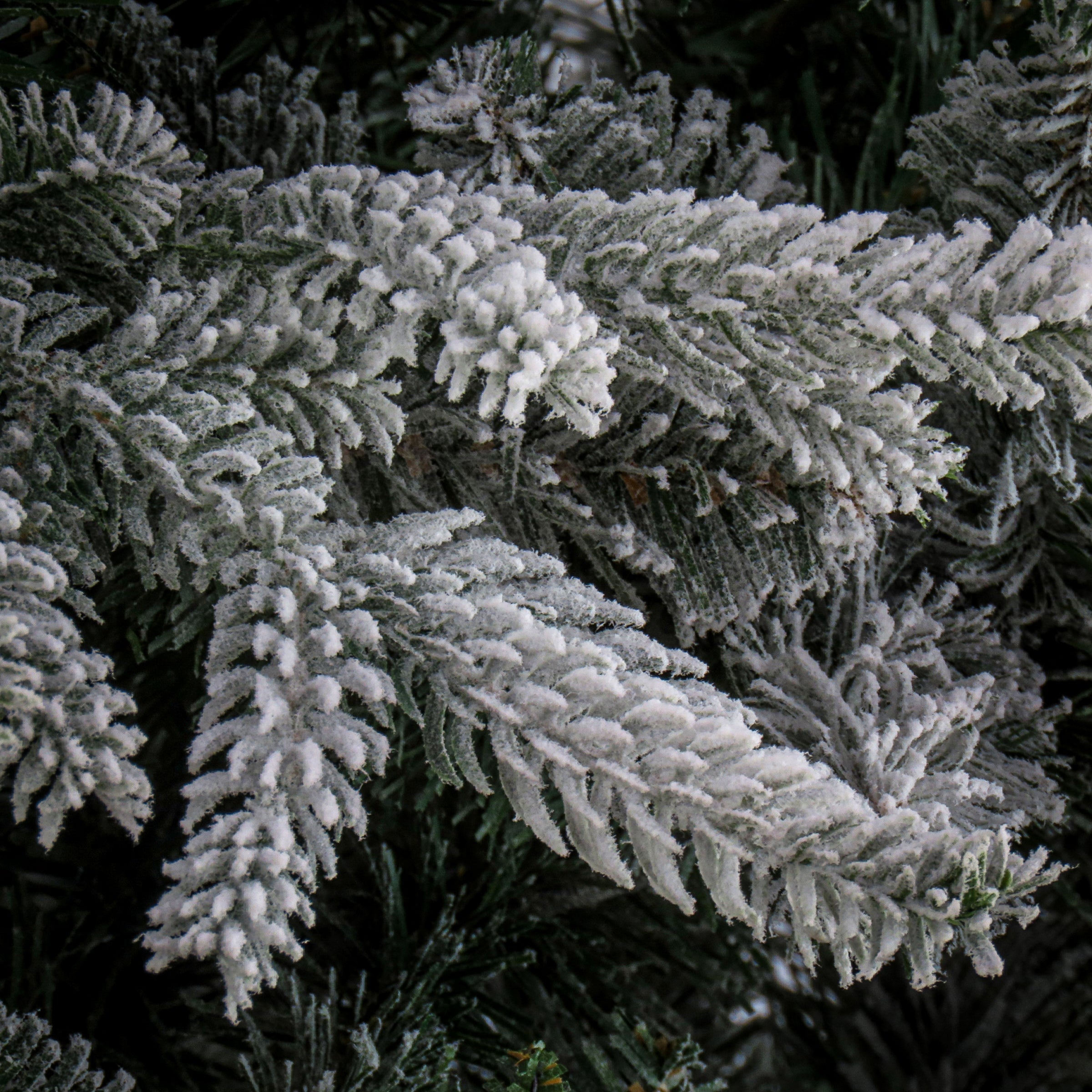 7.5 ft. Holliston Tree