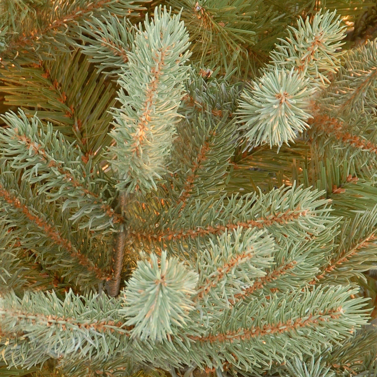 7.5 ft. Norway Fir Tree