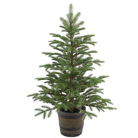 4 ft. Norwegian Spruce Tree
