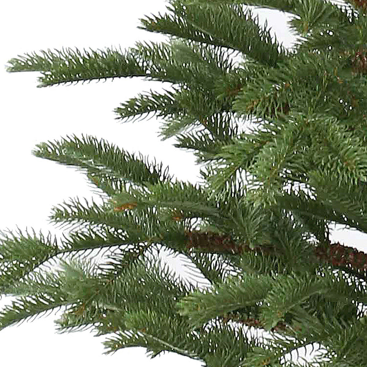 4 ft. Norwegian Spruce Tree