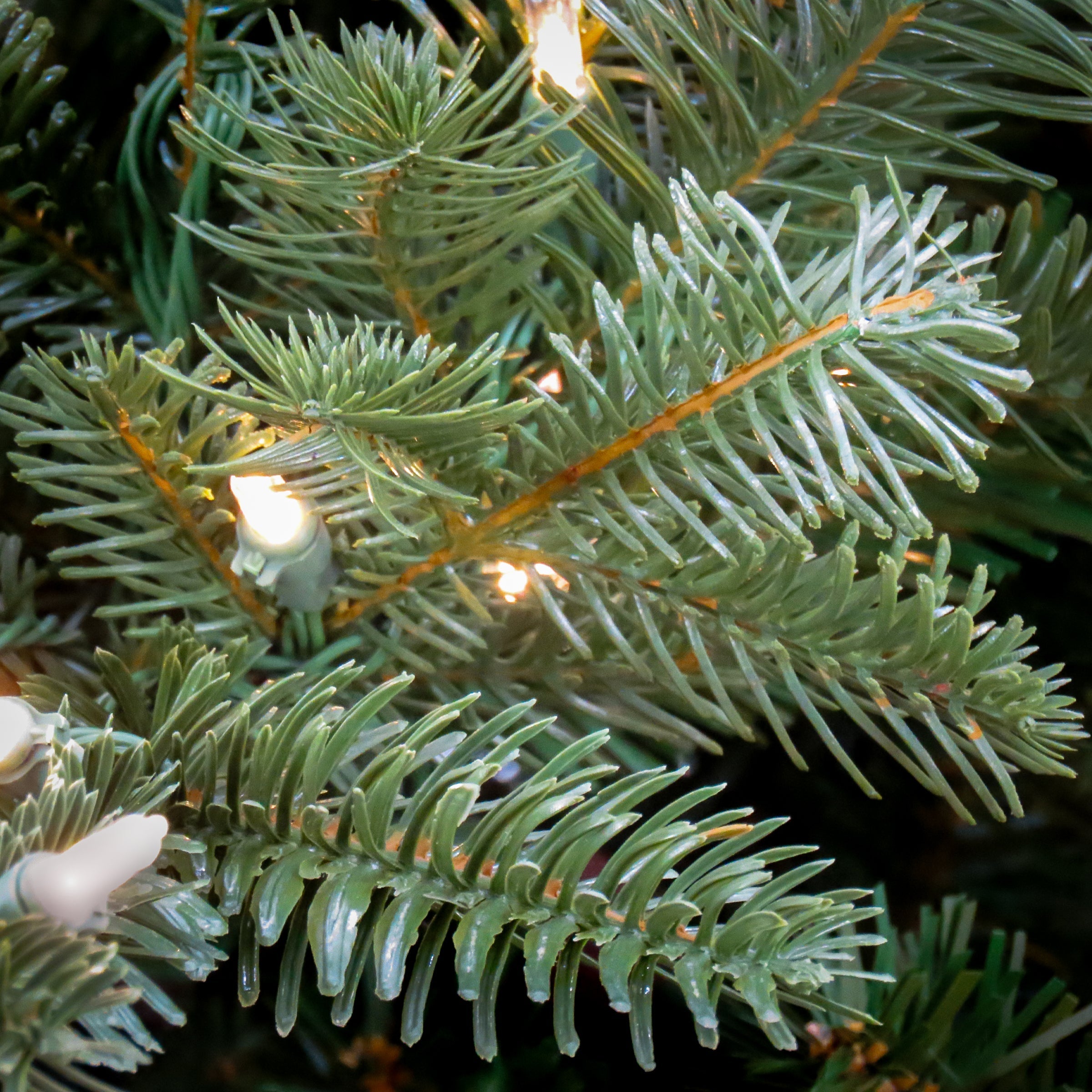 10 ft. Pre-Lit Douglas Fir Hinged Tree with Warm White LED Lights