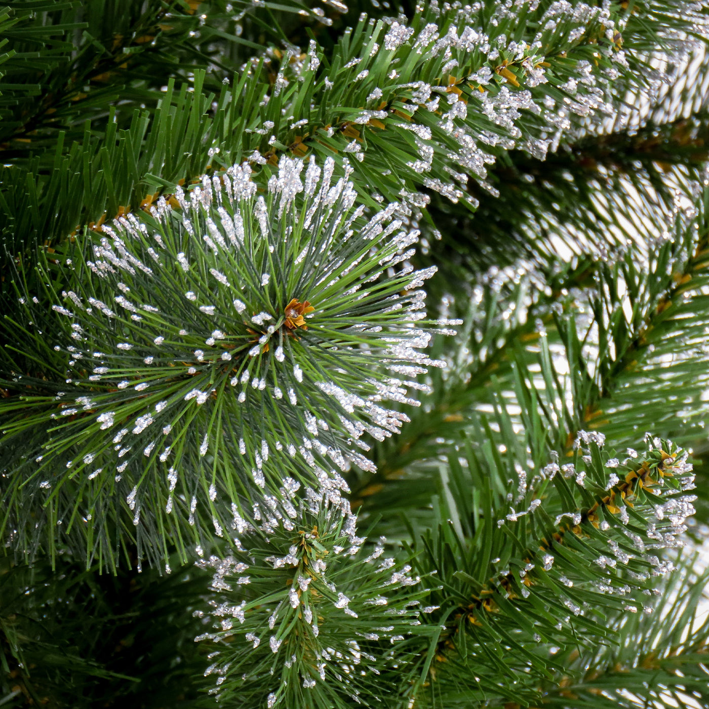 6 ft. Snowy Sierra Spruce Tree