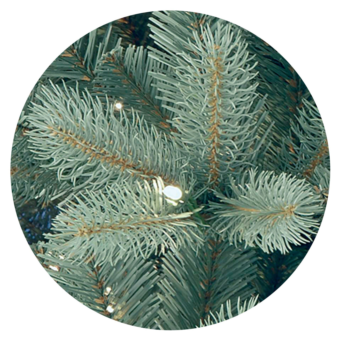 7.5 ft. Pre-Lit Downswept Douglas Blue Fir Tree with Clear Lights